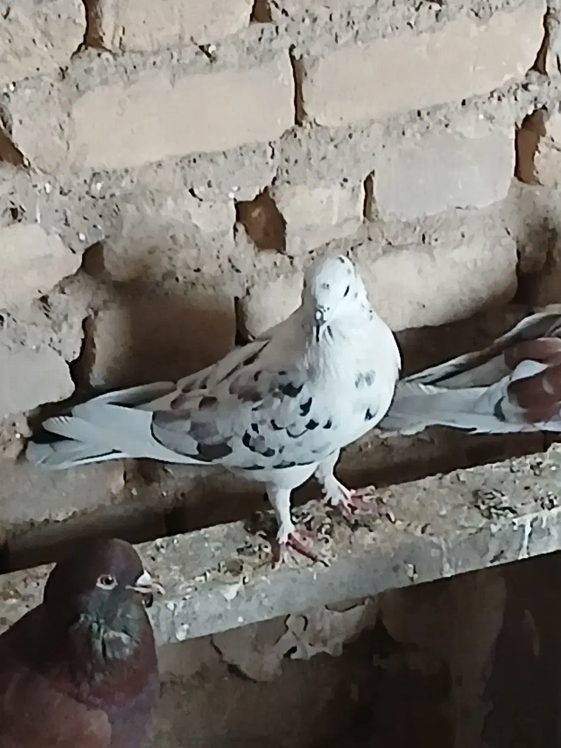 کفتر خوب|پرنده|قم, آزادگان|دیوار