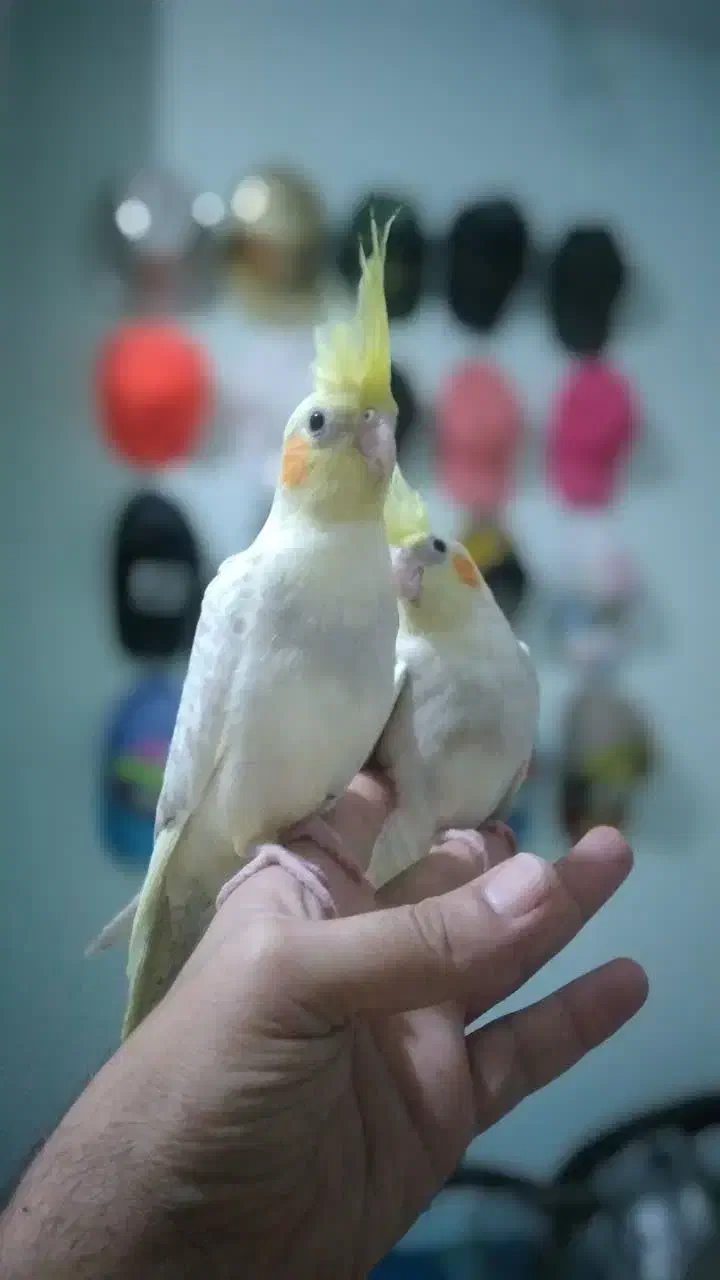 عروس هلندی|پرنده|پرند, فاز ۶|دیوار