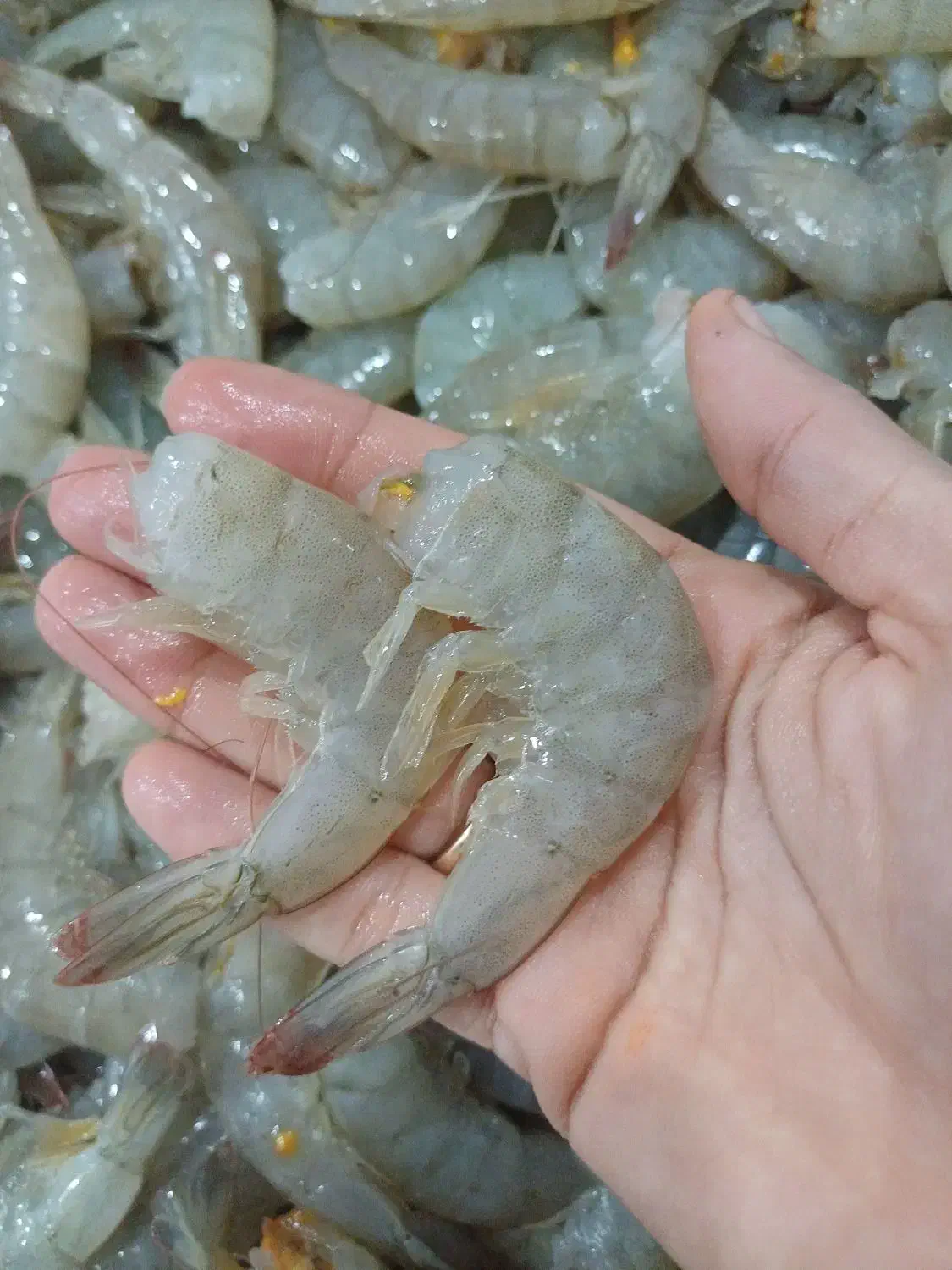 ماهی ومیگو|خوردنی و آشامیدنی|چغادک, |دیوار
