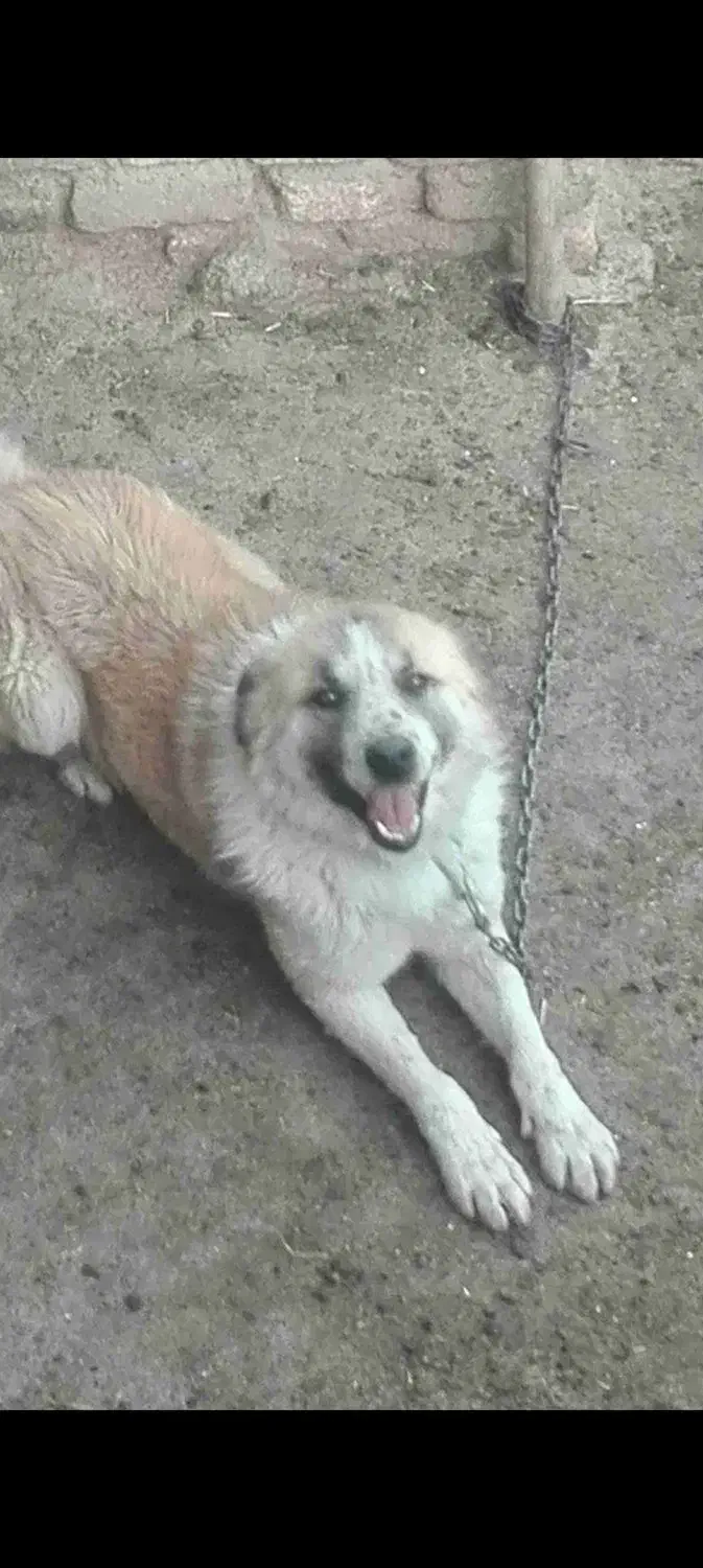 سگ گمشده مژدگانیش ۲ ملیون هست|حیوانات|نورآباد, |دیوار