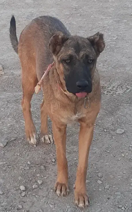 واگذاری سگ|سگ|یزد, |دیوار