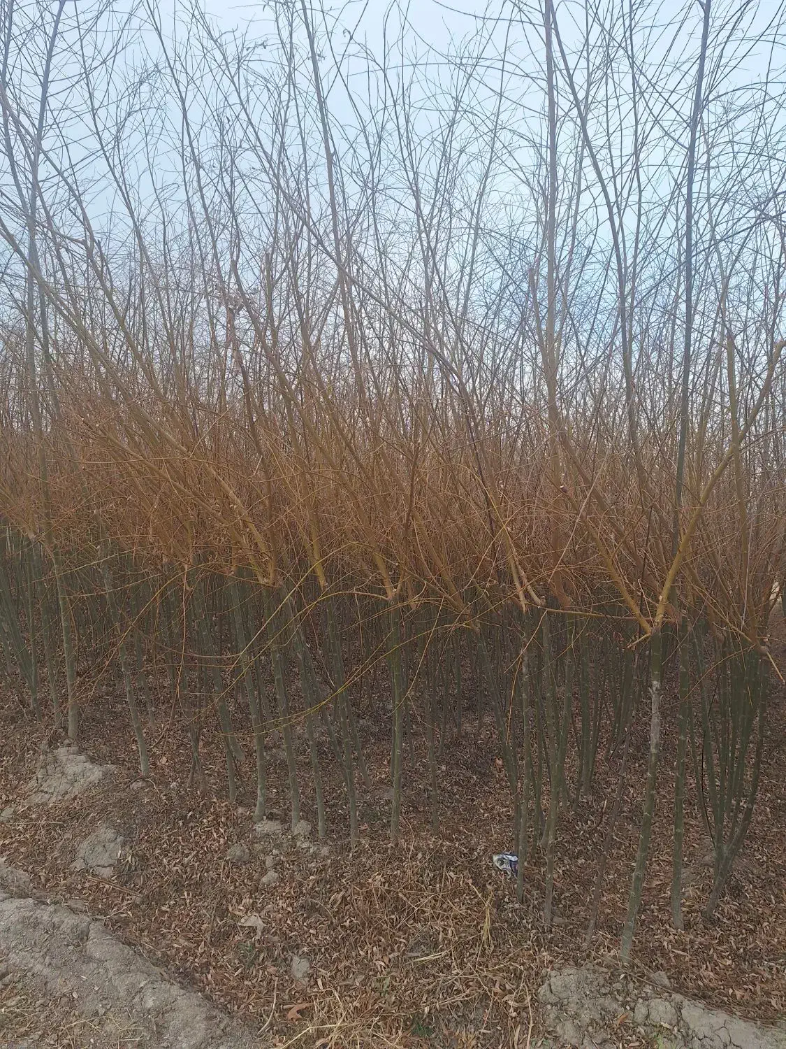 تک و عمده انواع نهال و درخت ریشه ایی موجود|خدمات باغبانی و درختکاری|برخوار, |دیوار