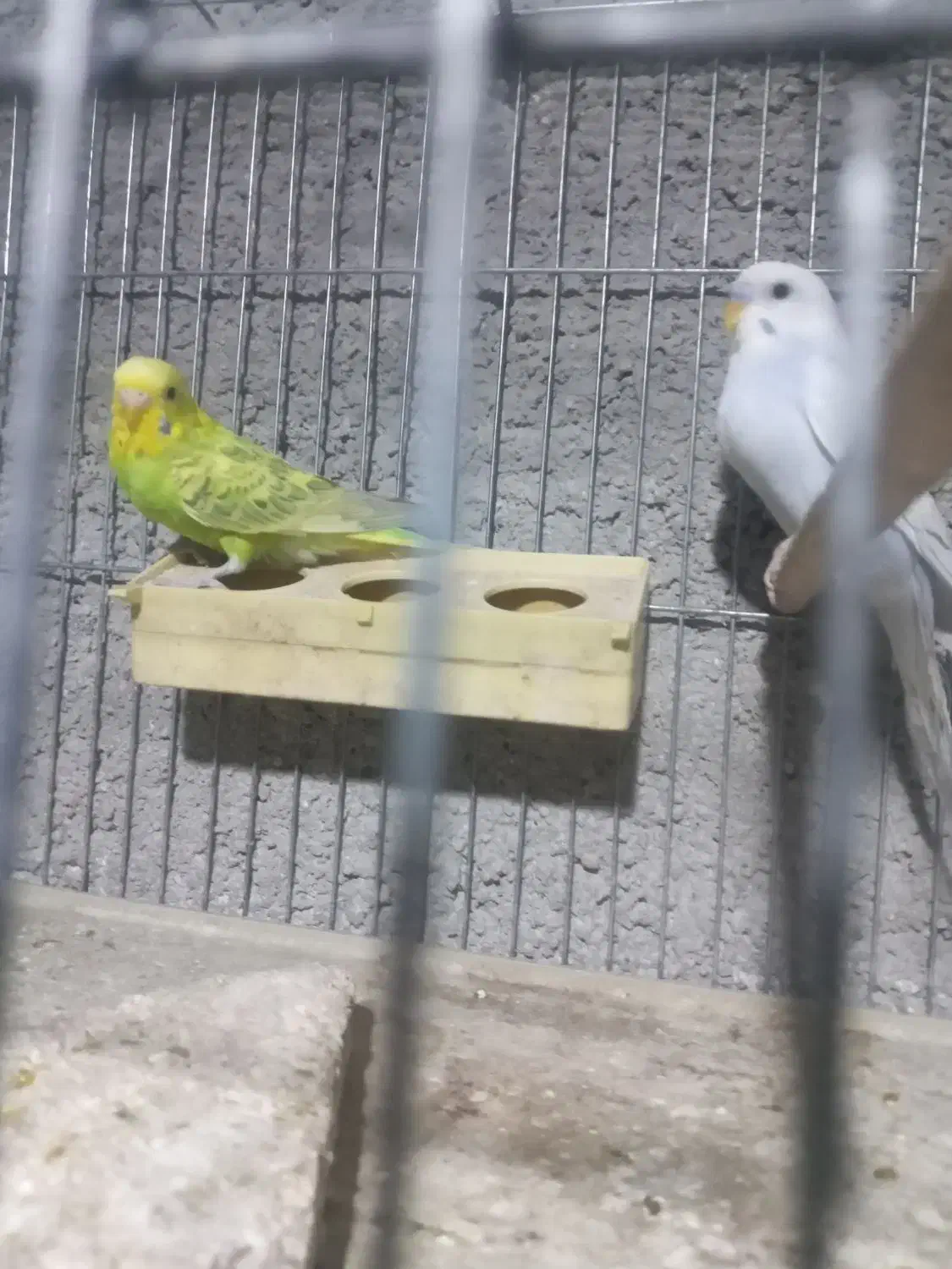 فروش مرغعشق|پرنده|داراب, |دیوار