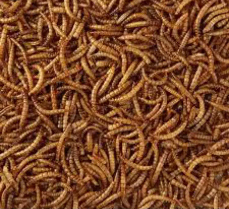 فروش میلورم خشک عمده|خزنده|قلعه قاضی, |دیوار