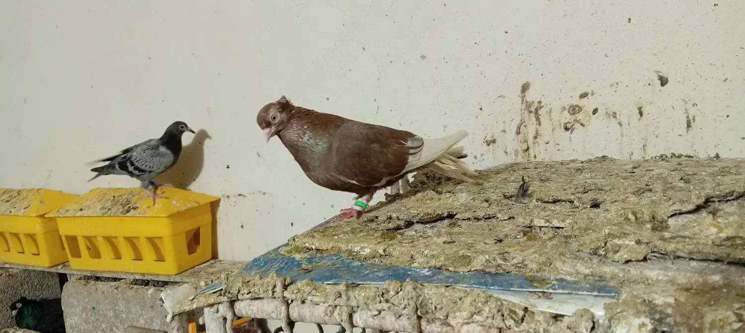 سرخ سفید|پرنده|مسجد سلیمان, |دیوار