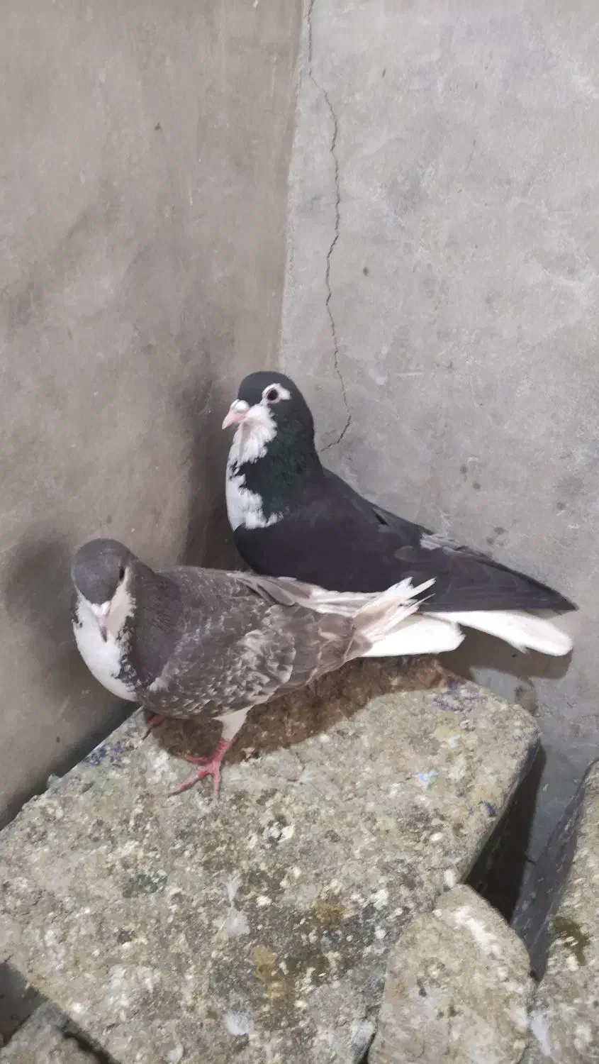 کبوتر شهری|پرنده|مرودشت, نقش رستم|دیوار