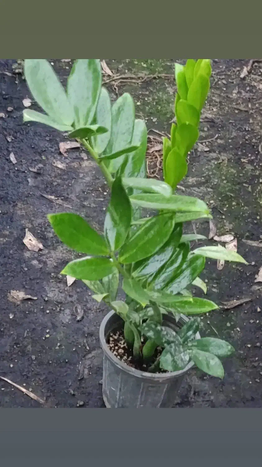 فروش گل‌های آپارتمانی قیمت توافقی|گل و گیاه طبیعی|ساری, |دیوار