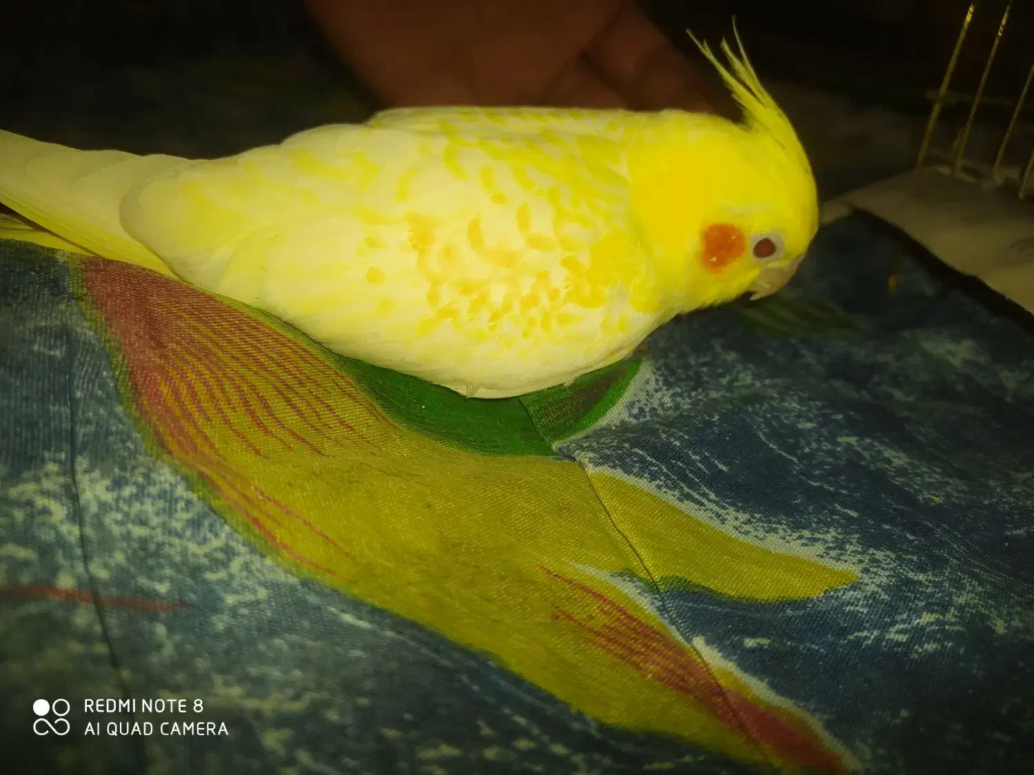 مولد با جوجه   تخم  ب بیشترین پیشنهاد فروخته میشه|پرنده|سنگر, |دیوار