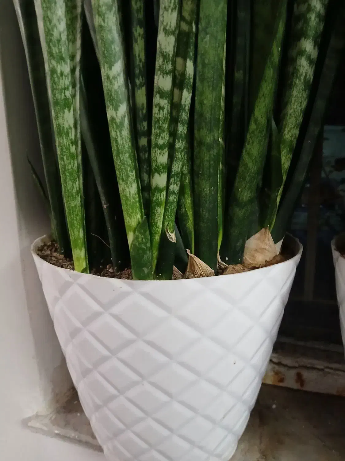 گل طبیعی ابلق پر شاخه|گل و گیاه طبیعی|مشهد, نیزه|دیوار