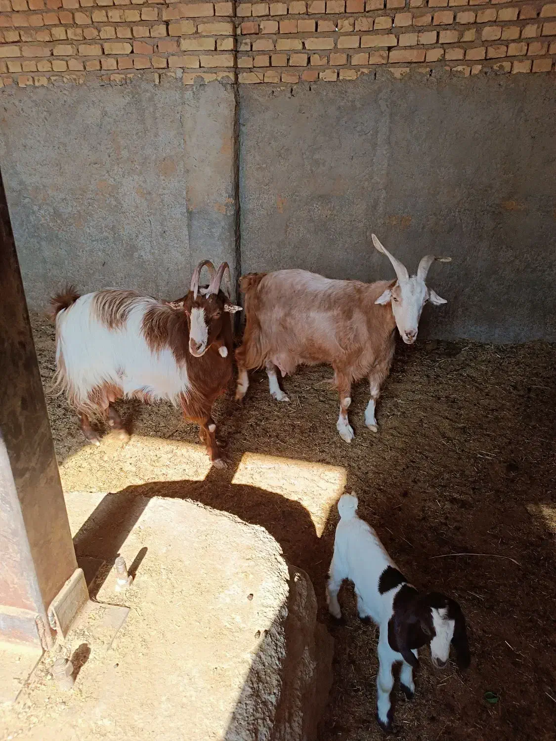 بز چاق جوون|حیوانات مزرعه|پیشوا, |دیوار