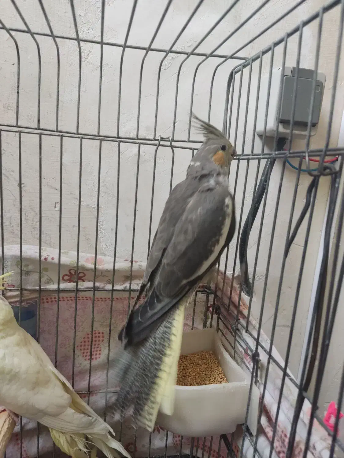 عروس هلندی|پرنده|پاکدشت, پاکدشت (مامازند)|دیوار