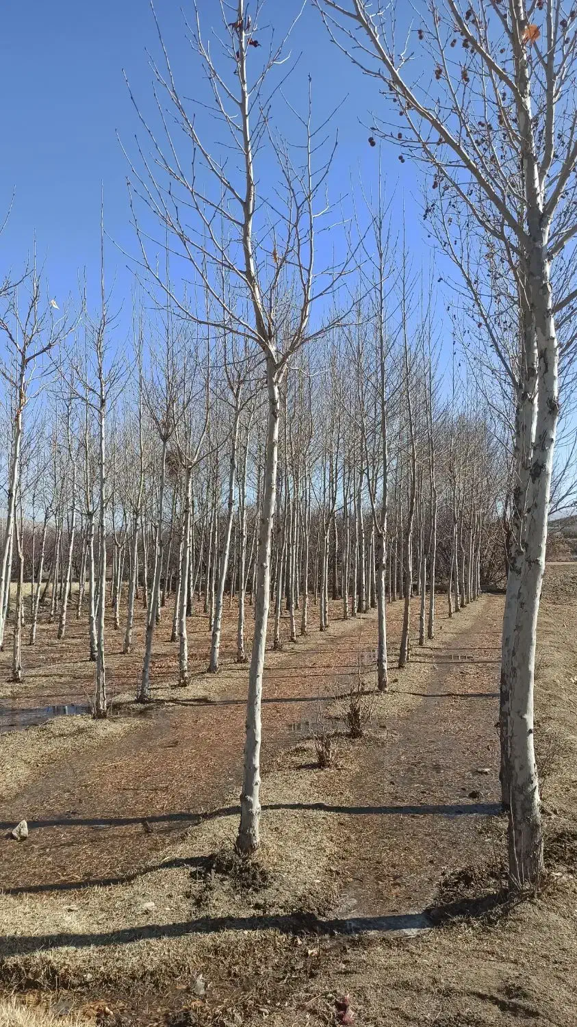 درخت چنار|خدمات باغبانی و درختکاری|مبارکه, |دیوار