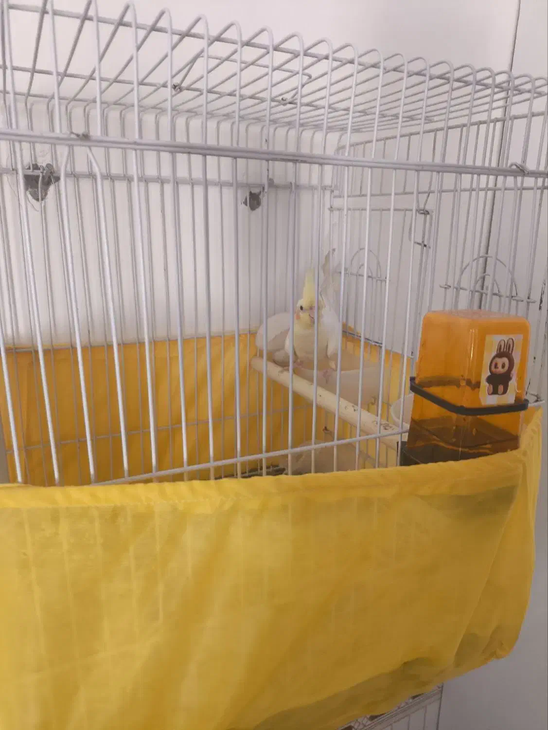 عروس هلندی|پرنده|اندیمشک, |دیوار