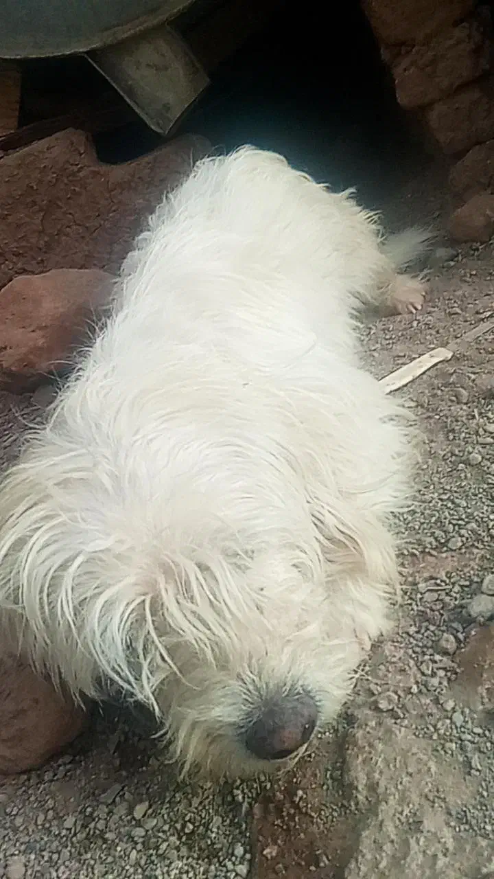 سگ پاکوتاه باهوش|سگ|بم, |دیوار