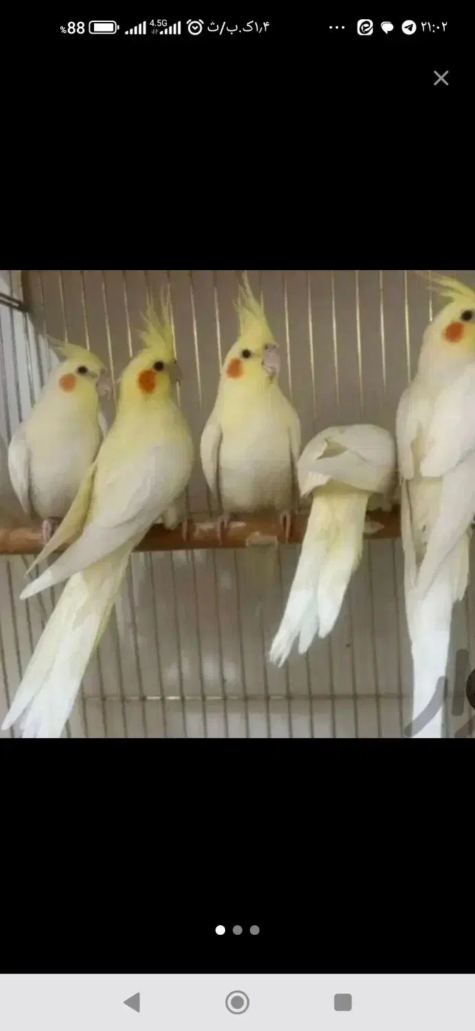 لوتینوی زیبا|پرنده|رشت, حسین آباد|دیوار