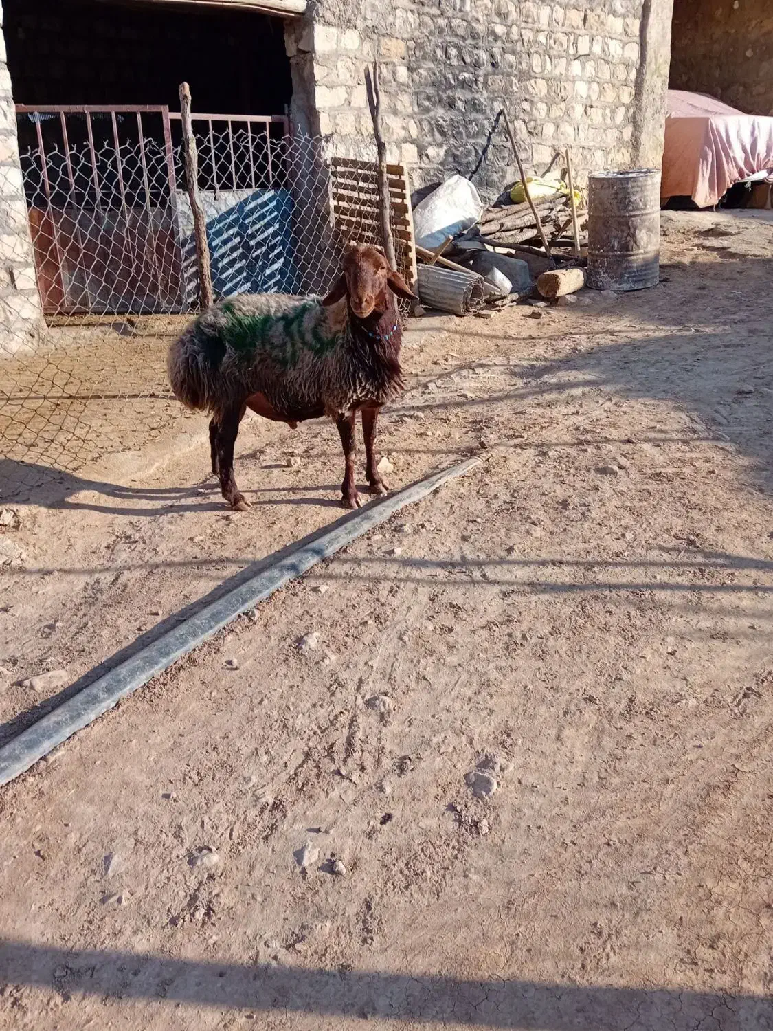 شیشک قوچ مهربانی|حیوانات مزرعه|کوهدشت, |دیوار