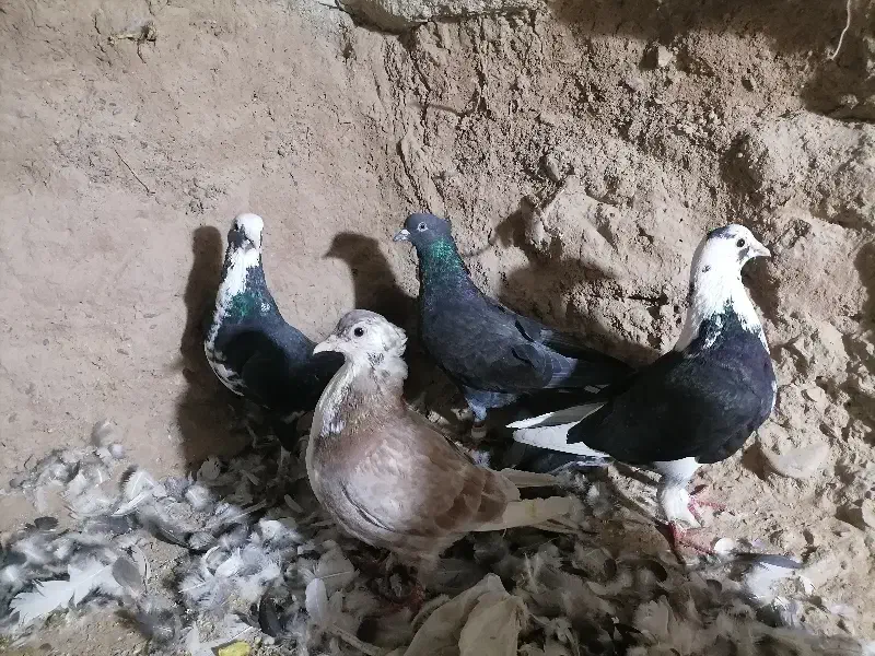 کفتر رنگه|پرنده|قائن, |دیوار