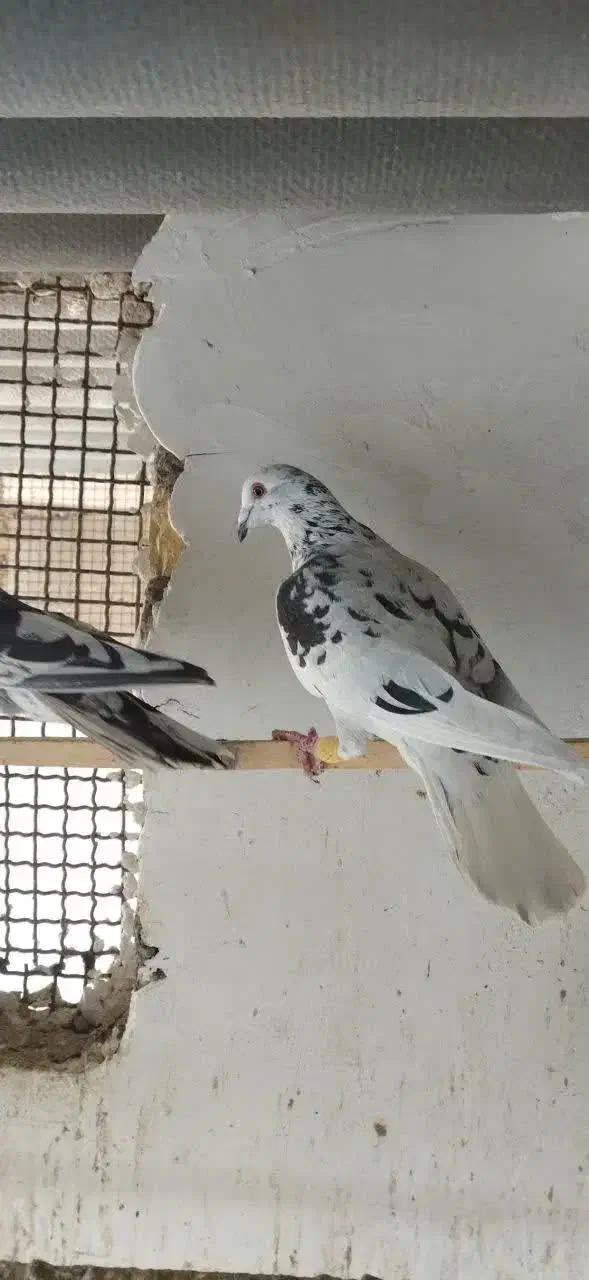 پلاکی نر|پرنده|آران و بیدگل, |دیوار