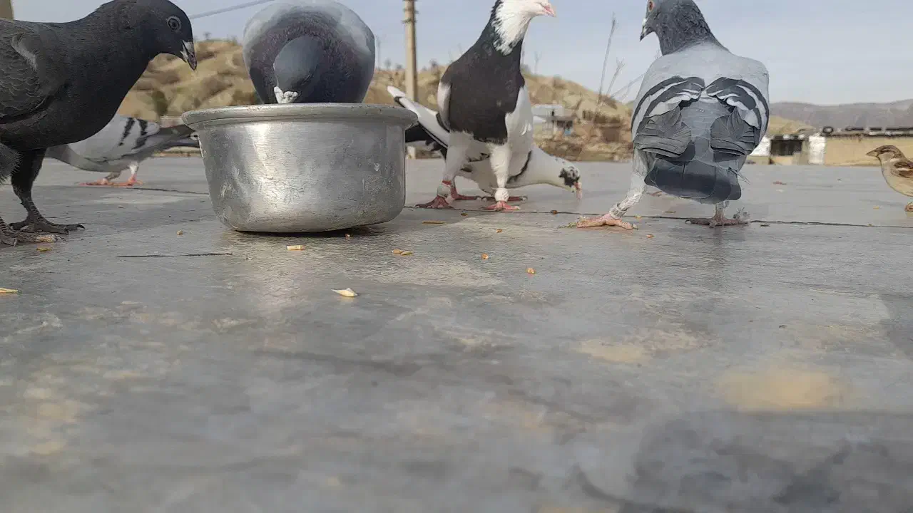 کبوتر|پرنده|سرپل ذهاب, |دیوار