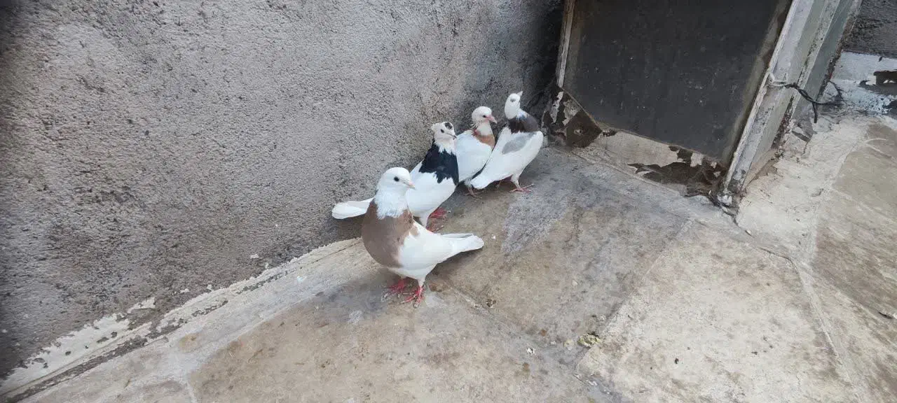 جفت طوقی با دوتا جوجه|پرنده|قم, شهرک توانیر|دیوار