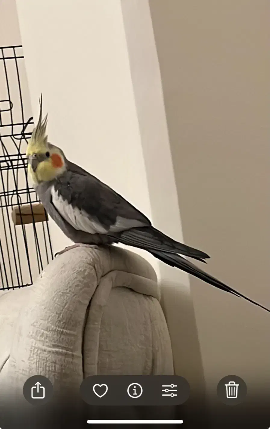 عروس هلندی گمشده|پرنده|رشت, بازار|دیوار