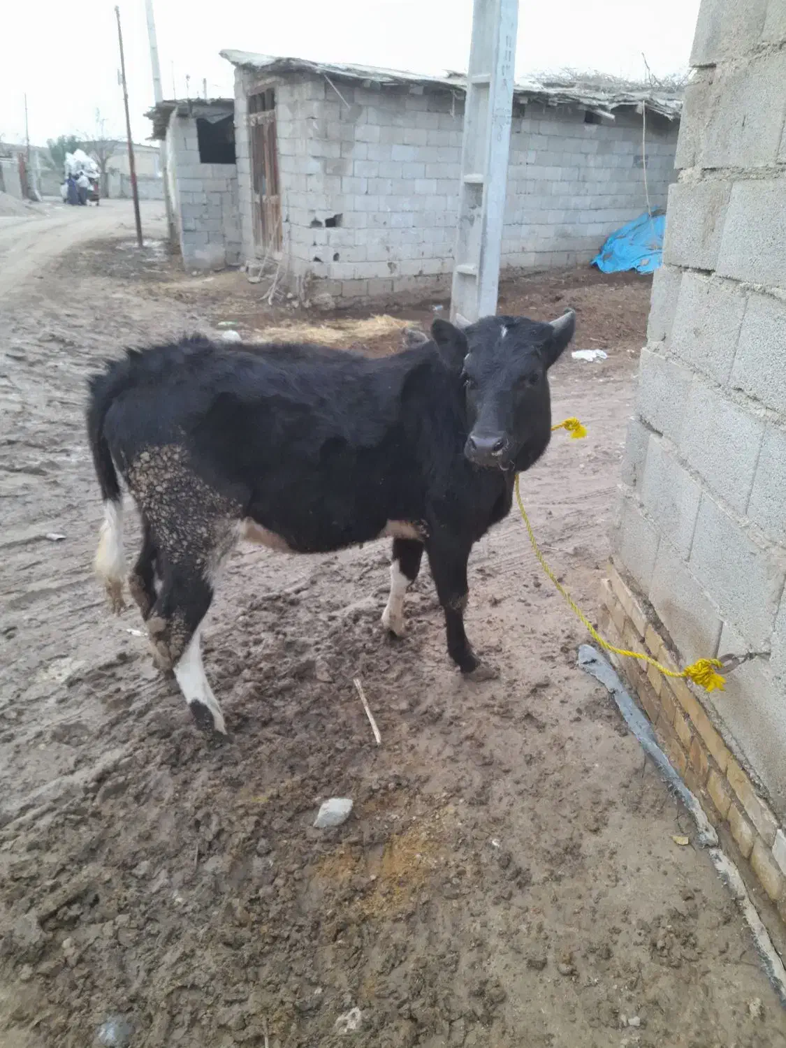 گاو گوساله ماده چاق چاق|حیوانات مزرعه|گنبد کاووس, |دیوار