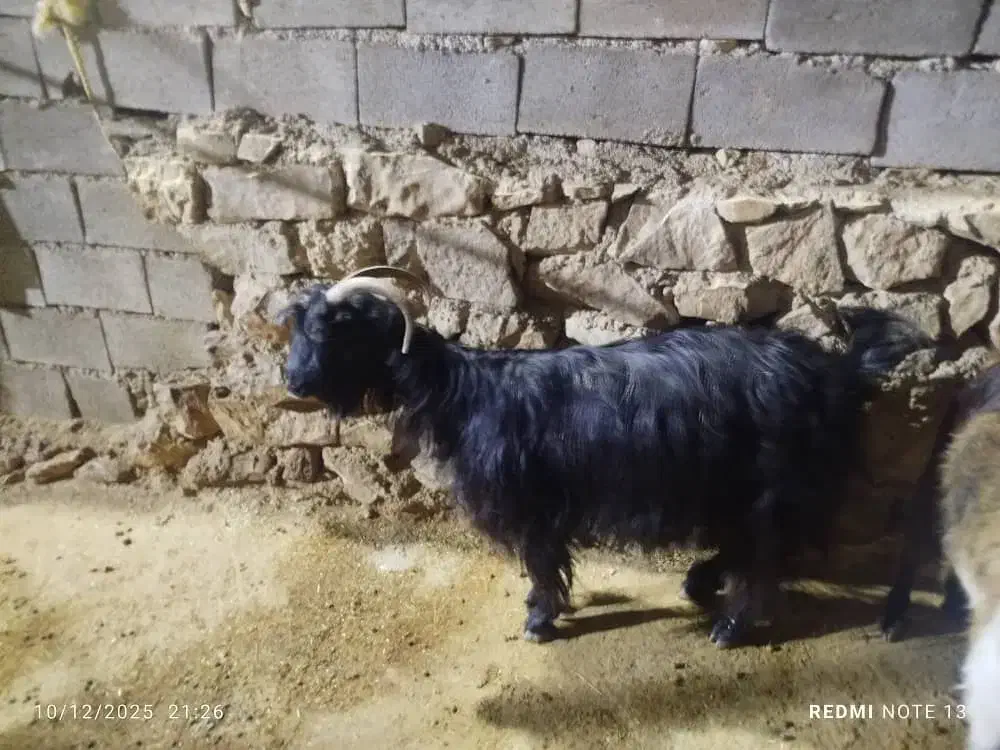 دو عدد بز ابستن|حیوانات مزرعه|اندیکا, |دیوار