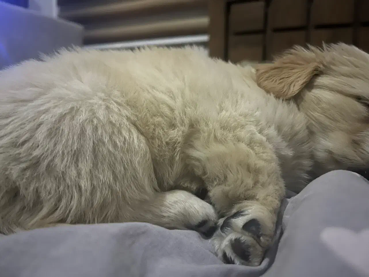 پامر 2 ماهه سایز ریز عروسکی واگزاری|سگ|کرج, عظیمیه|دیوار