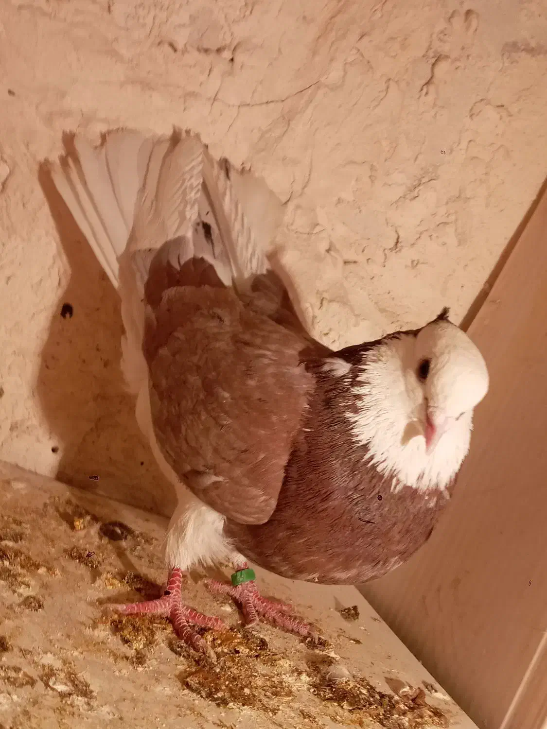 کبوتر‌نر‌‌درشت|پرنده|ابهر, |دیوار