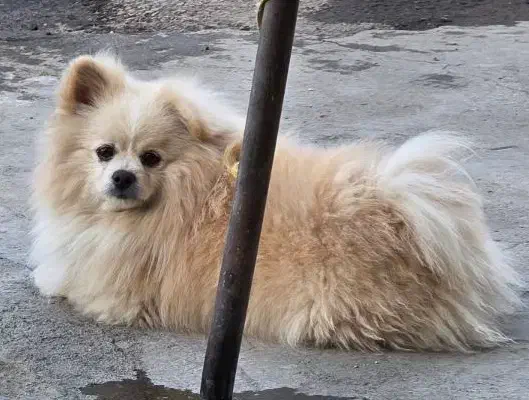 پامرئین خرسی|سگ|دورود, |دیوار