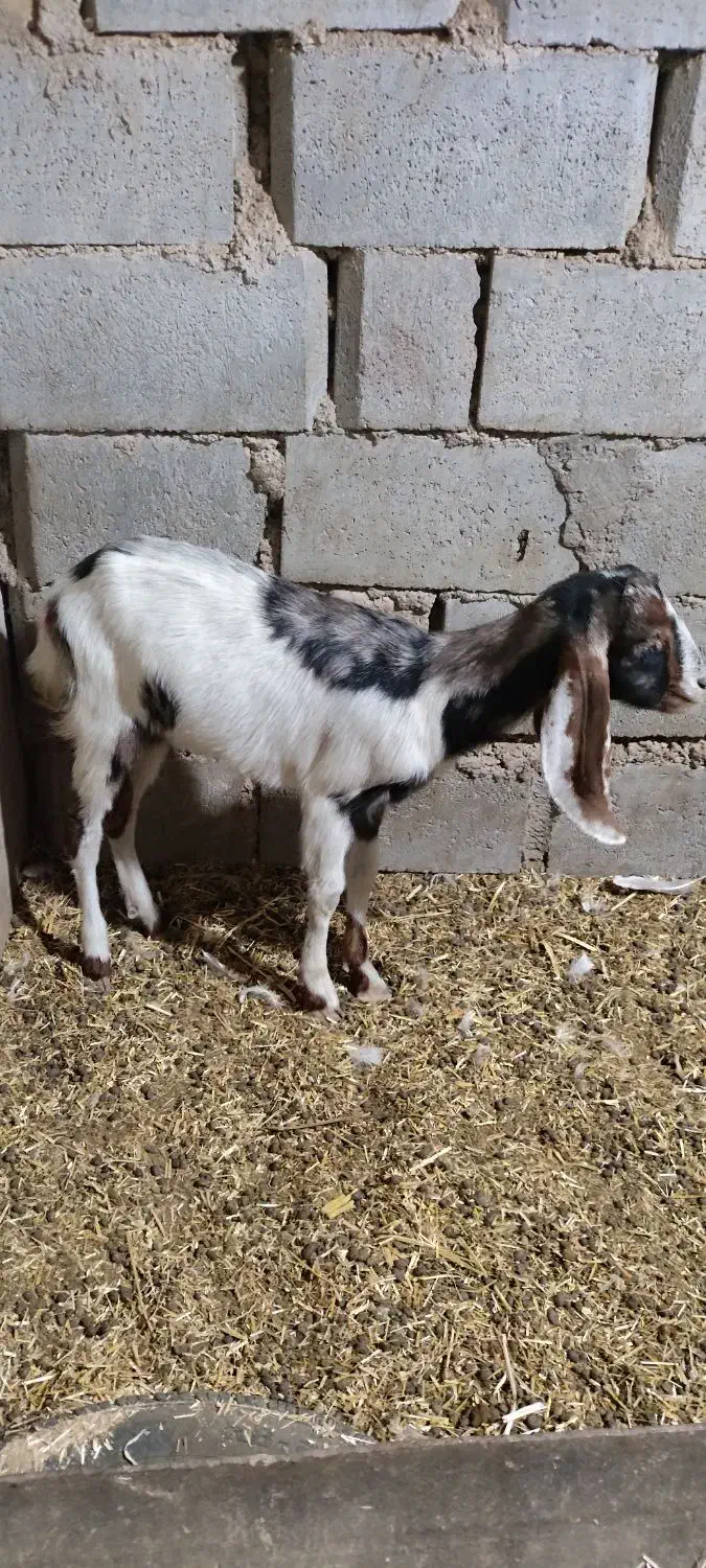 بز نیدی با افغانی|حیوانات مزرعه|اهواز, پاستوریزه|دیوار