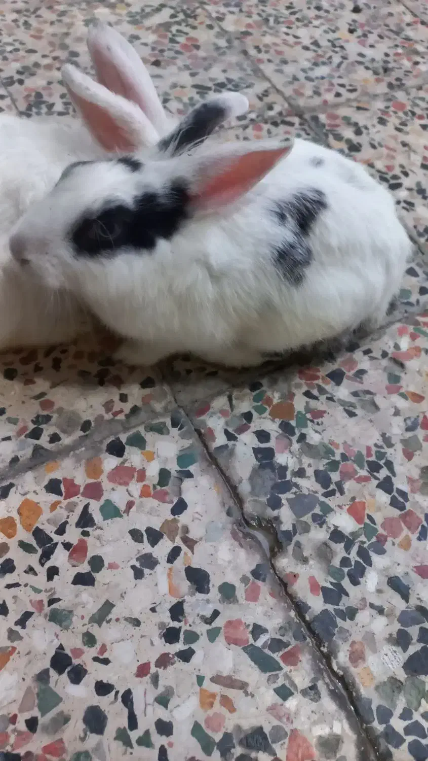 حیوان خانگی|موش و خرگوش|شوش, |دیوار