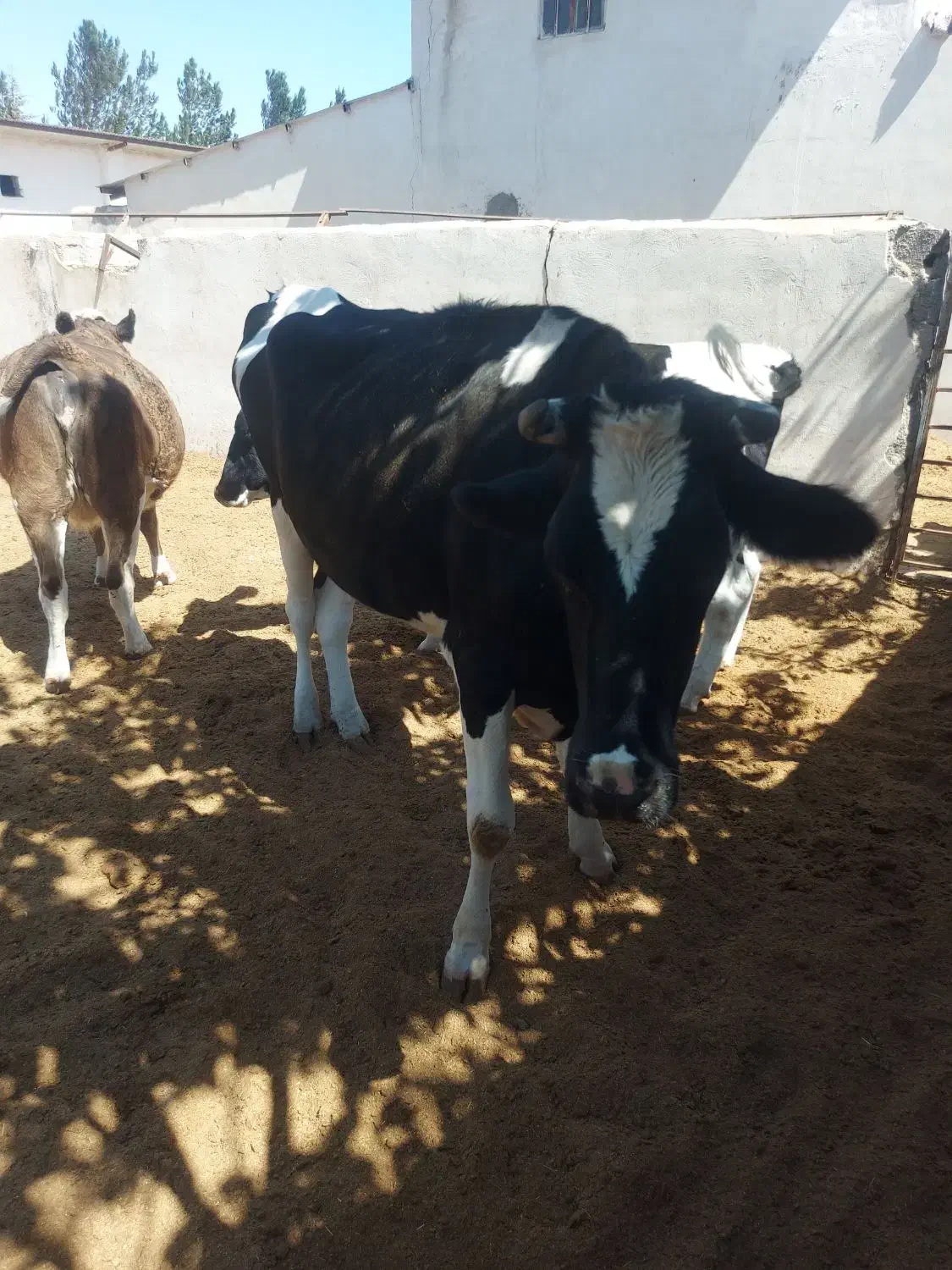 گوساله تلیسه آبستن گاو ابس گاو شیری|حیوانات مزرعه|کوهین, |دیوار