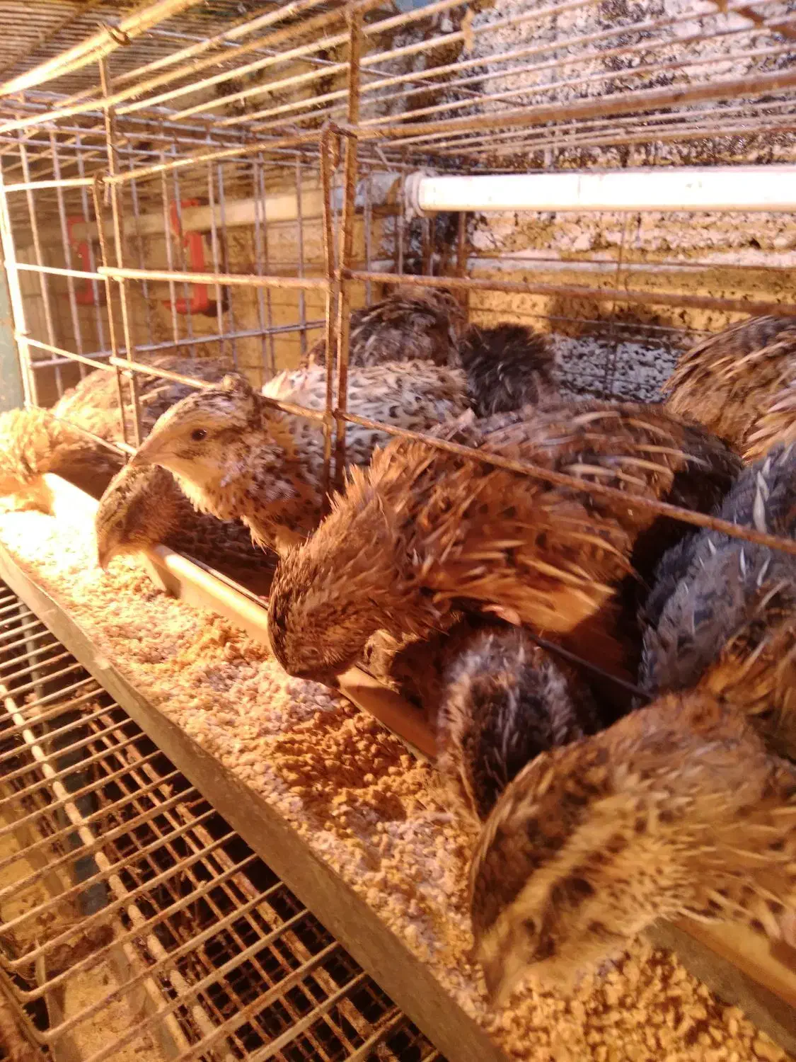 بلدرچین تخمگذار و گوشتی کلی و جزئی|حیوانات مزرعه|شاندرمن, |دیوار