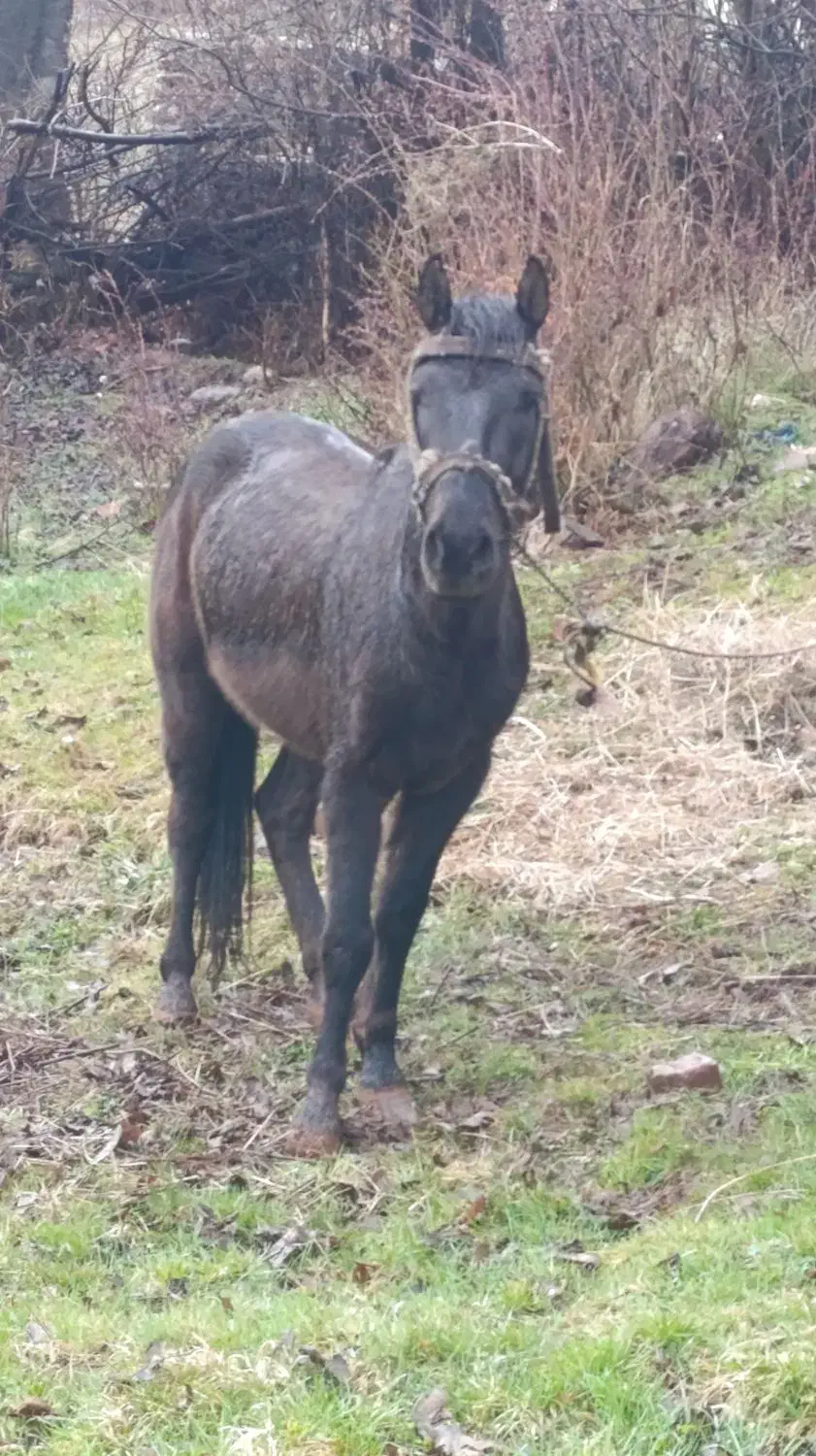 اسب اخته|اسب و تجهیزات اسب‌سواری|طالقان, |دیوار