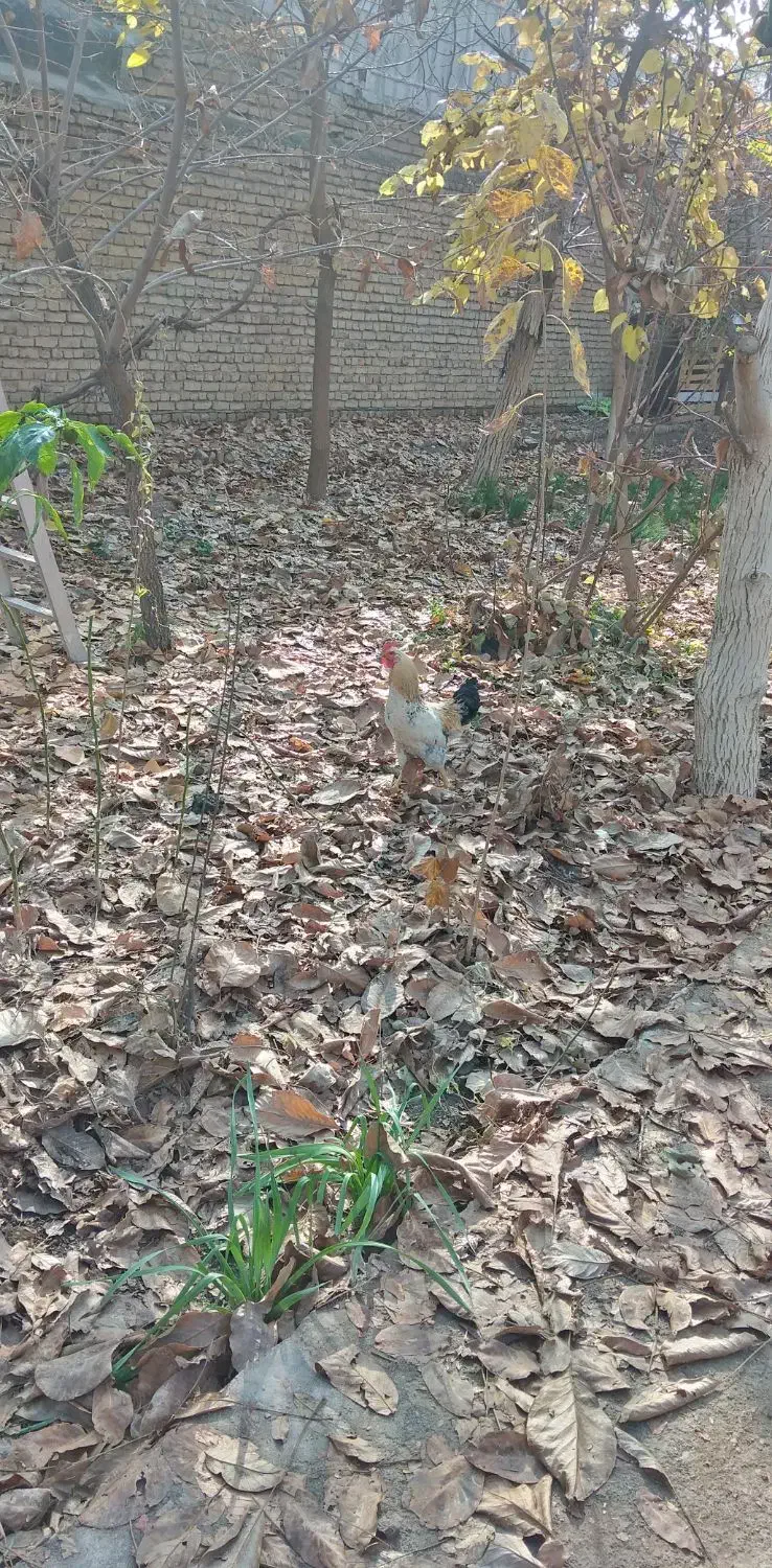 تعداد 3عدد خروس|حیوانات مزرعه|طرقبه, |دیوار