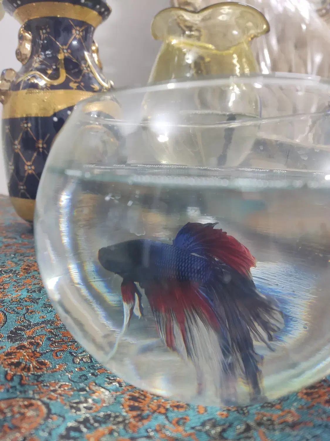 ماهی فایتر|ماهی|مشهد, شهید مطهری|دیوار