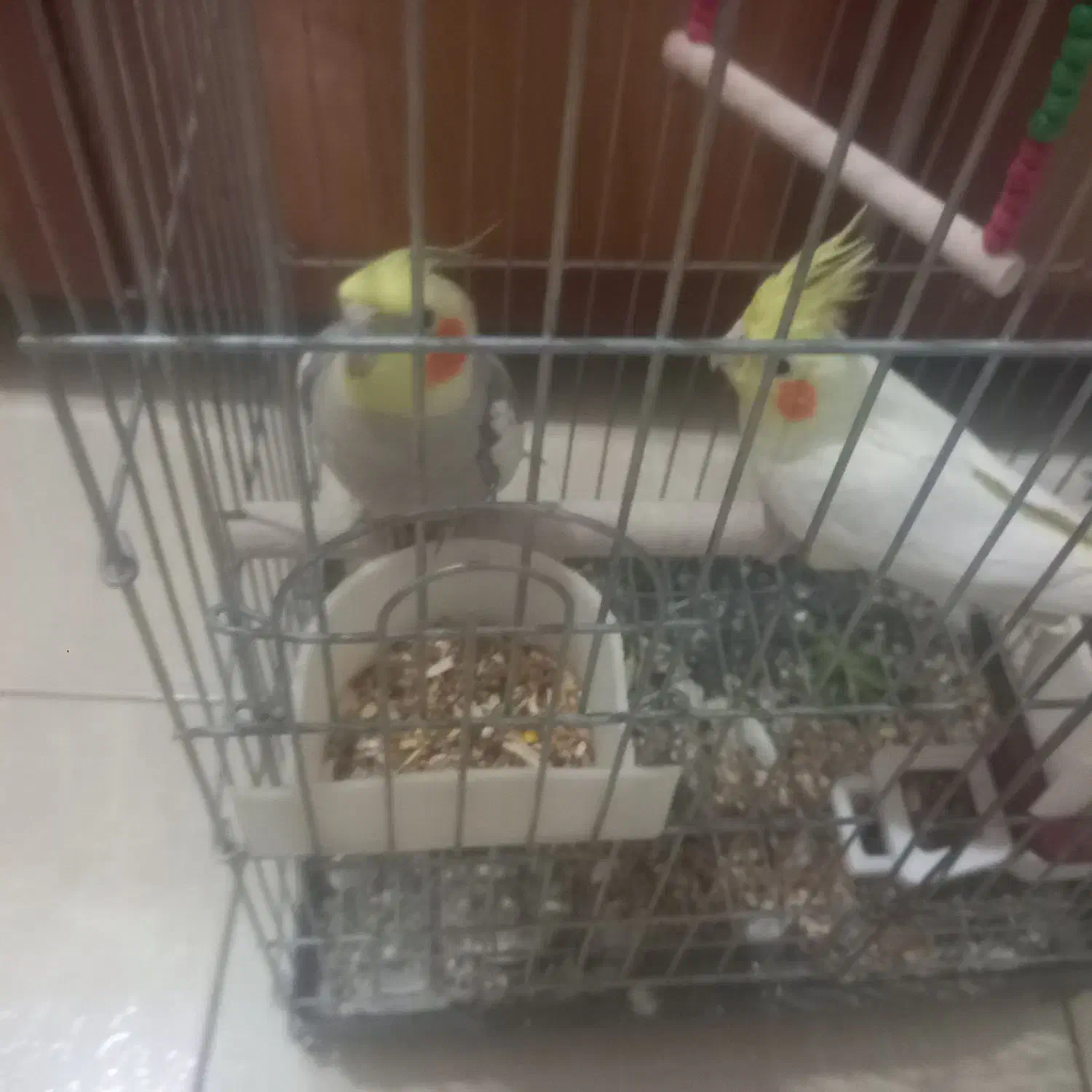 عروس هلندی جفتی نرناده|پرنده|اوز, |دیوار