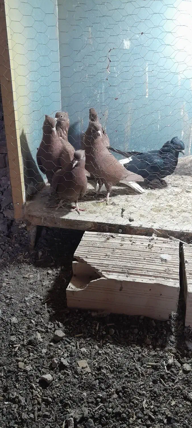 کفتر رنگه|پرنده|باشتین, |دیوار