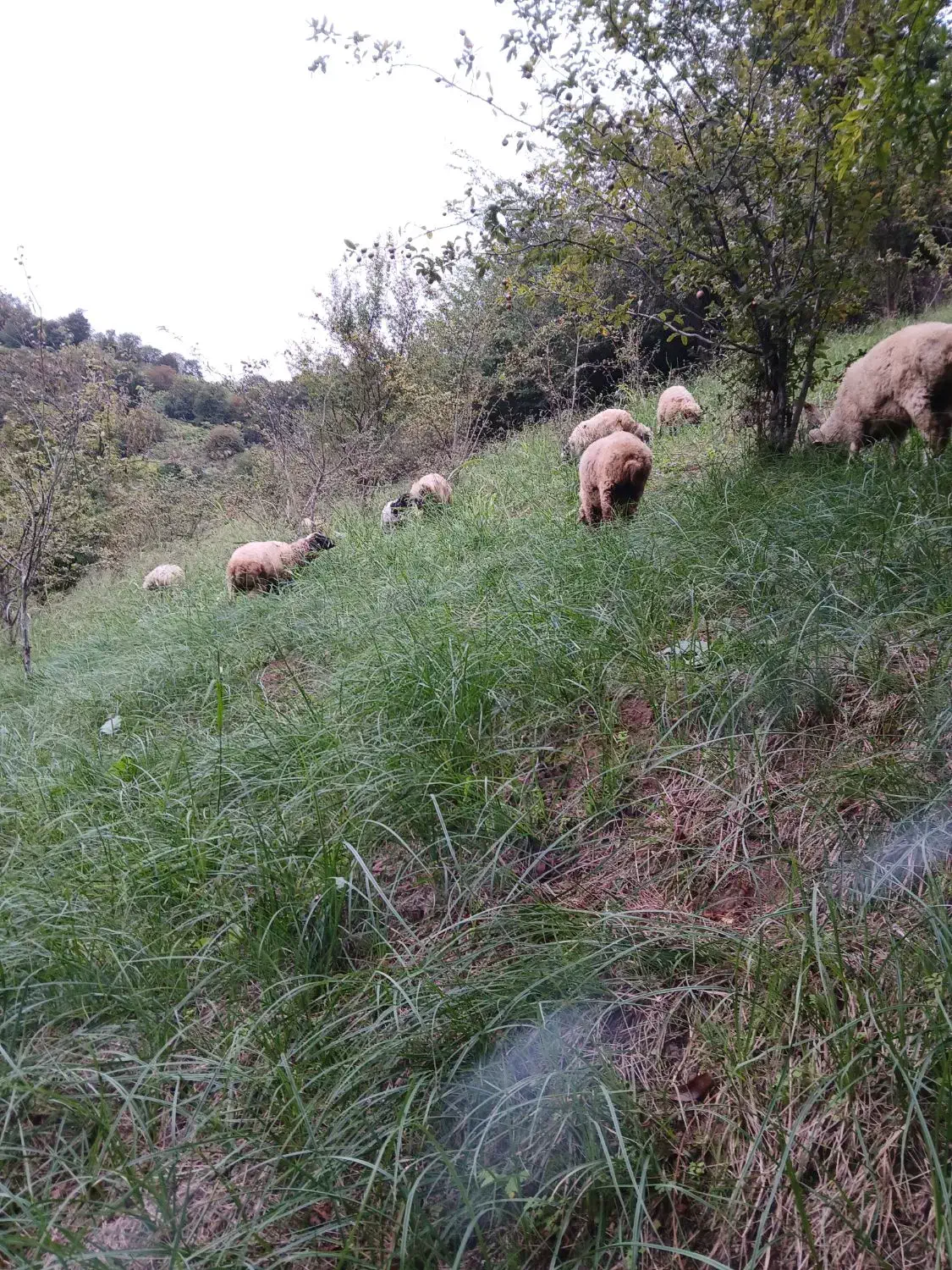 فروش بره گوسفند نر و ماده|حیوانات مزرعه|تالش, هشتپر|دیوار