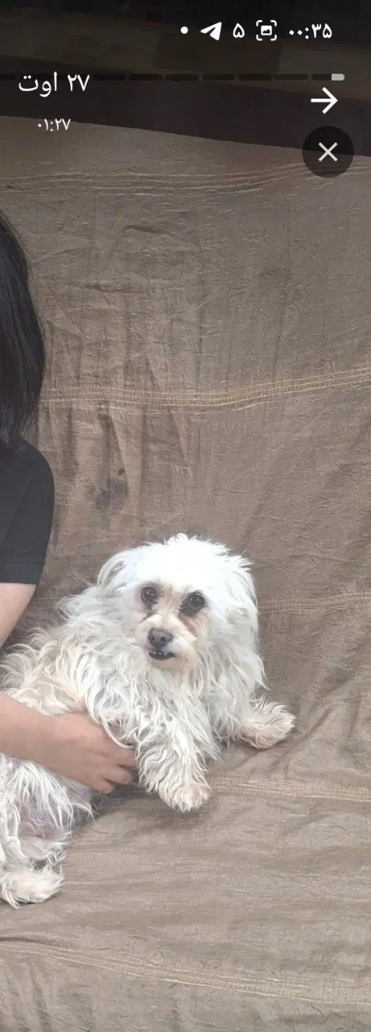 سگ گمشده|سگ|بم, |دیوار