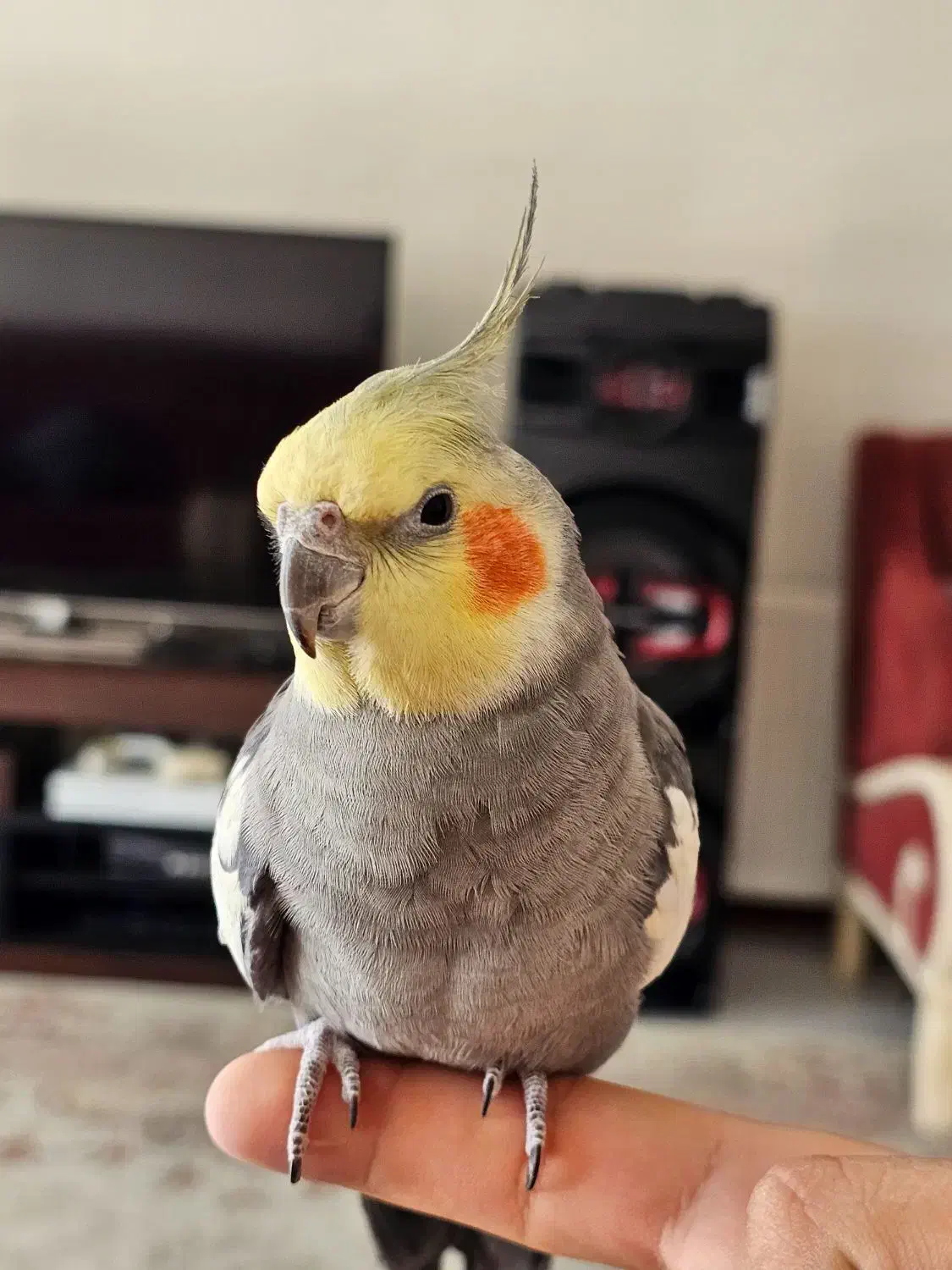 عروس هلندی یکساله رام/جوجه دون خور/رام|پرنده|هشتگرد, شهرک ایران خودرو|دیوار