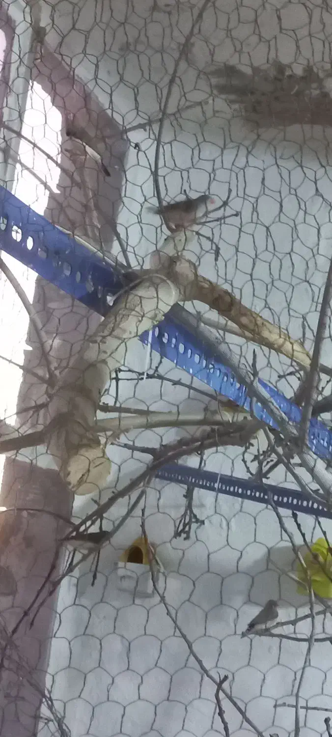 فنچ زبرا|پرنده|خمینی‌شهر, |دیوار