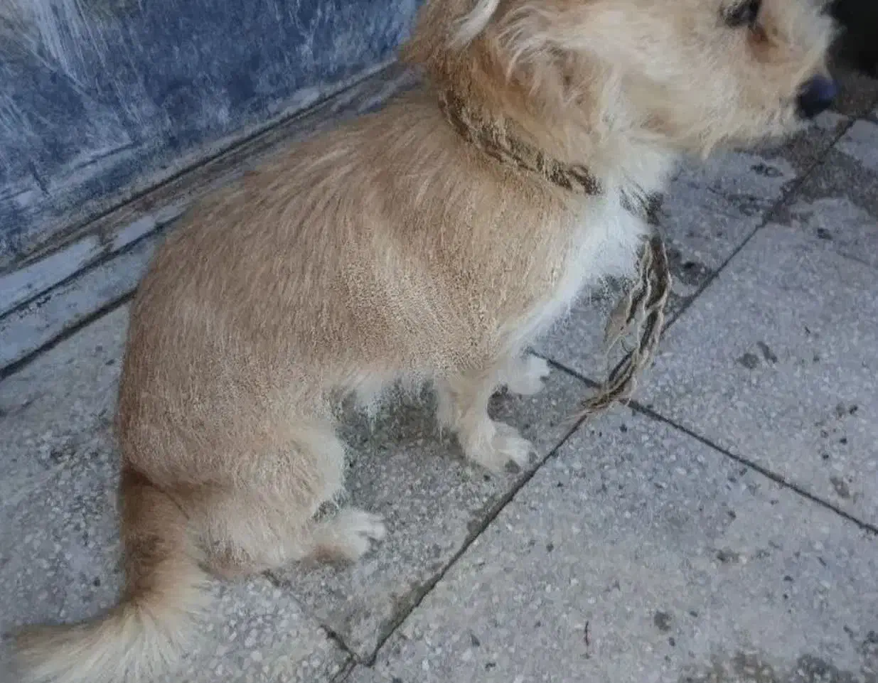 سگ پاکوتاه گمشده|حیوانات|مهریز, |دیوار