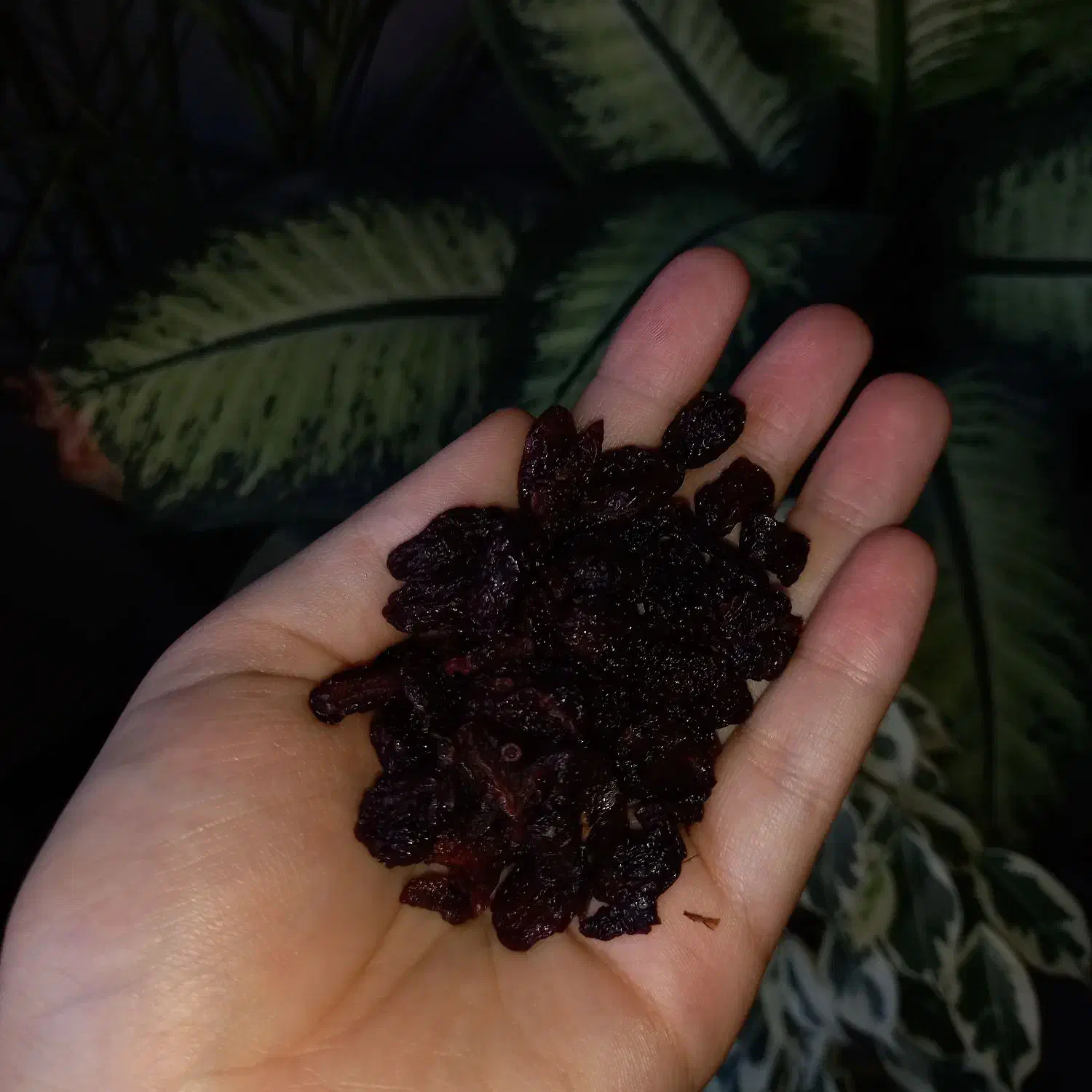 زغال اخته خشک بدون هسته|خوردنی و آشامیدنی|فردیس, شهرک ۱۱۰|دیوار