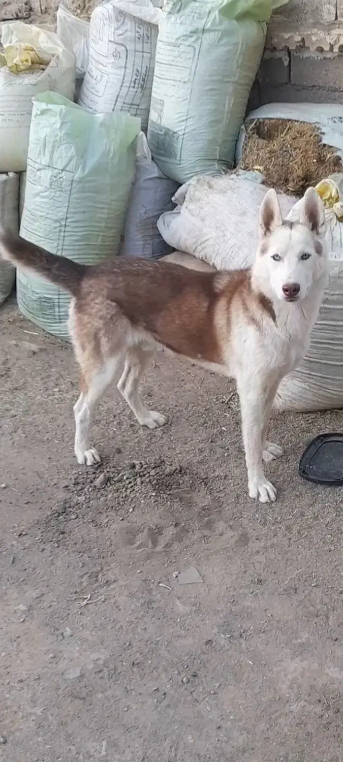 سگ هاسکی|سگ|تربتحیدریه, مظفریه|دیوار