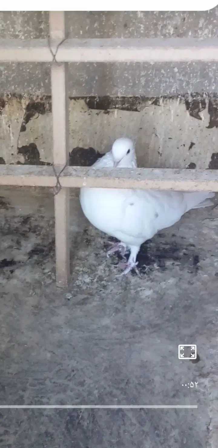 کبوترپرشی|پرنده|تهران, افسریه شمالی|دیوار