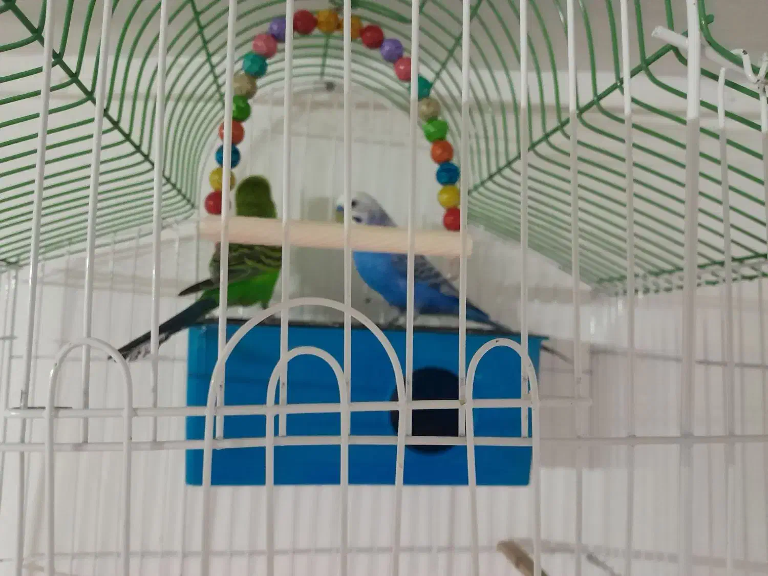 مرغ عشق با قفس و همه چیز|پرنده|بجنورد, |دیوار