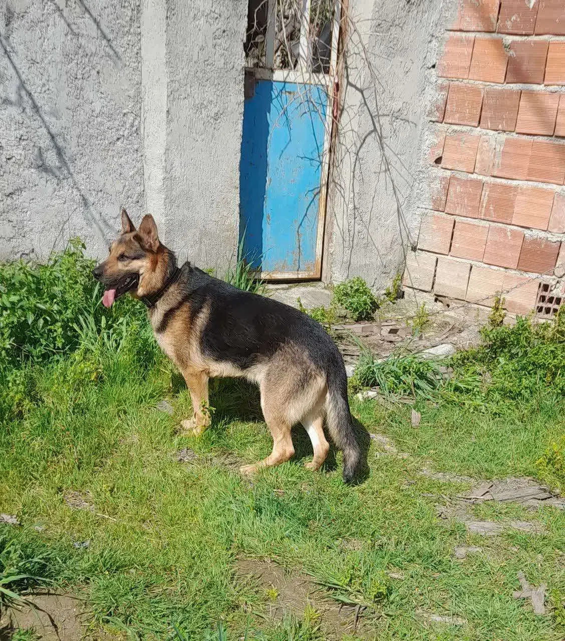 فروش سگ ژرمن|سگ|گلوگاه, |دیوار