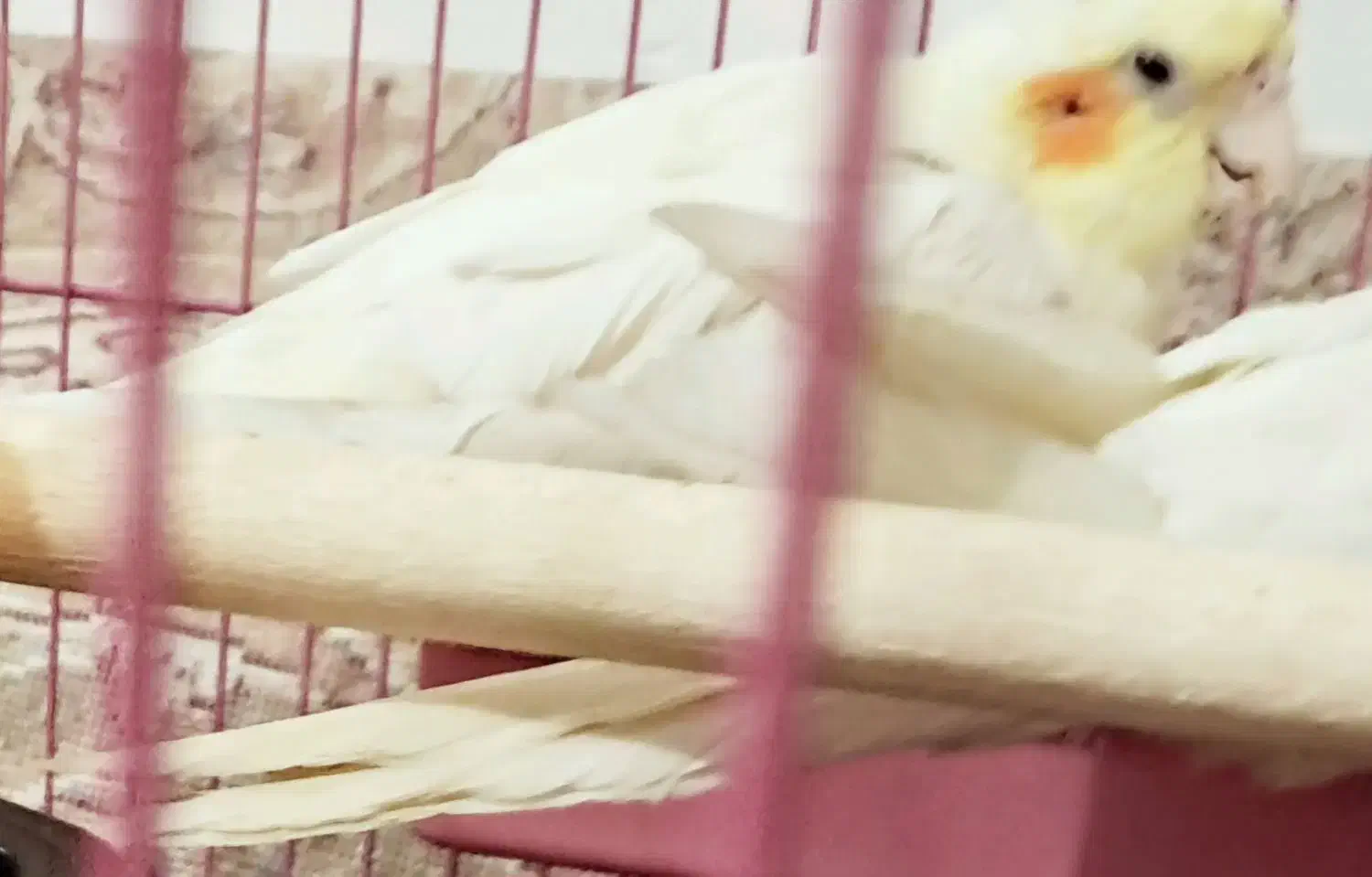 گمشده|حیوانات|رامهرمز, |دیوار